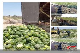 برداشت هندوانه،خربزه و ملون از مزارع دشت پیشین آغاز شد.