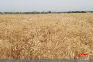برداشت محصول گندم، ٣۵٠٠ هکتار از گندمزارهای شهرستان ایرانشهر