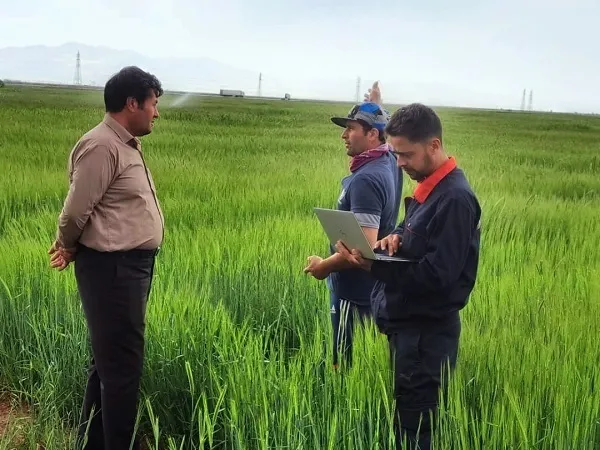 بیش‌از پنج هزار و ۲۷۵ هکتار  کشت قراردادی در شهرستان تبریز  ثبت شد
