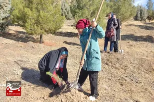برگزاری پویش سراسری درختکاری &laquo;در سایه مادر&raquo; در بام ملایر