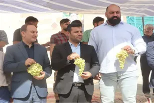 برگزاری نخستین جشنواره انگور و فرآورده&zwnj;های آن در روستای وصله کبودراهنگ