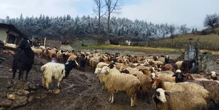 ۲۹۲ جلد دفترچه دامی توسط دامپزشکی ایلام صادر شد