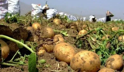 هیأتی‌ها با خرید ۳۳ تن سیب‌زمینی به کمک کشاورز اهل سنت بیجاری آمدند