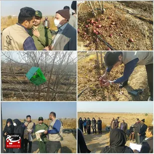 طرح جمع آوری و معدوم سازی بقایای آلوده گیاهی از باغات در سمنان انجام شد