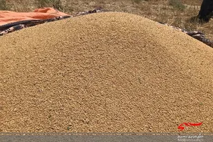رشد ٧١ درصدی خرید گندم در سیستان وبلوچستان
