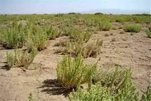 ایجاد کمربند حفاظتی با هدف حفاظت از منابع طبیعی شاوه