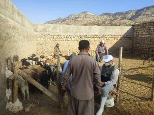 واکسیناسیون بیش از ۵ هزار رأس دام