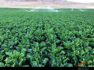پیش&zwnj;بینی برداشت 250هزار تن چغندر قند در نهاوند