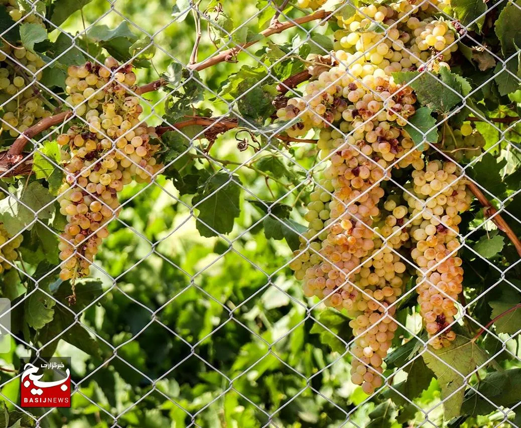 پیش‌بینی برداشت ۶ هزار و ۶۰۰ تن انگور از تاکستان‌های خوزستان