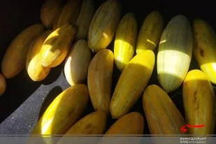 توزیع 43 کیلو خربزه در بین زائران پاکستانی