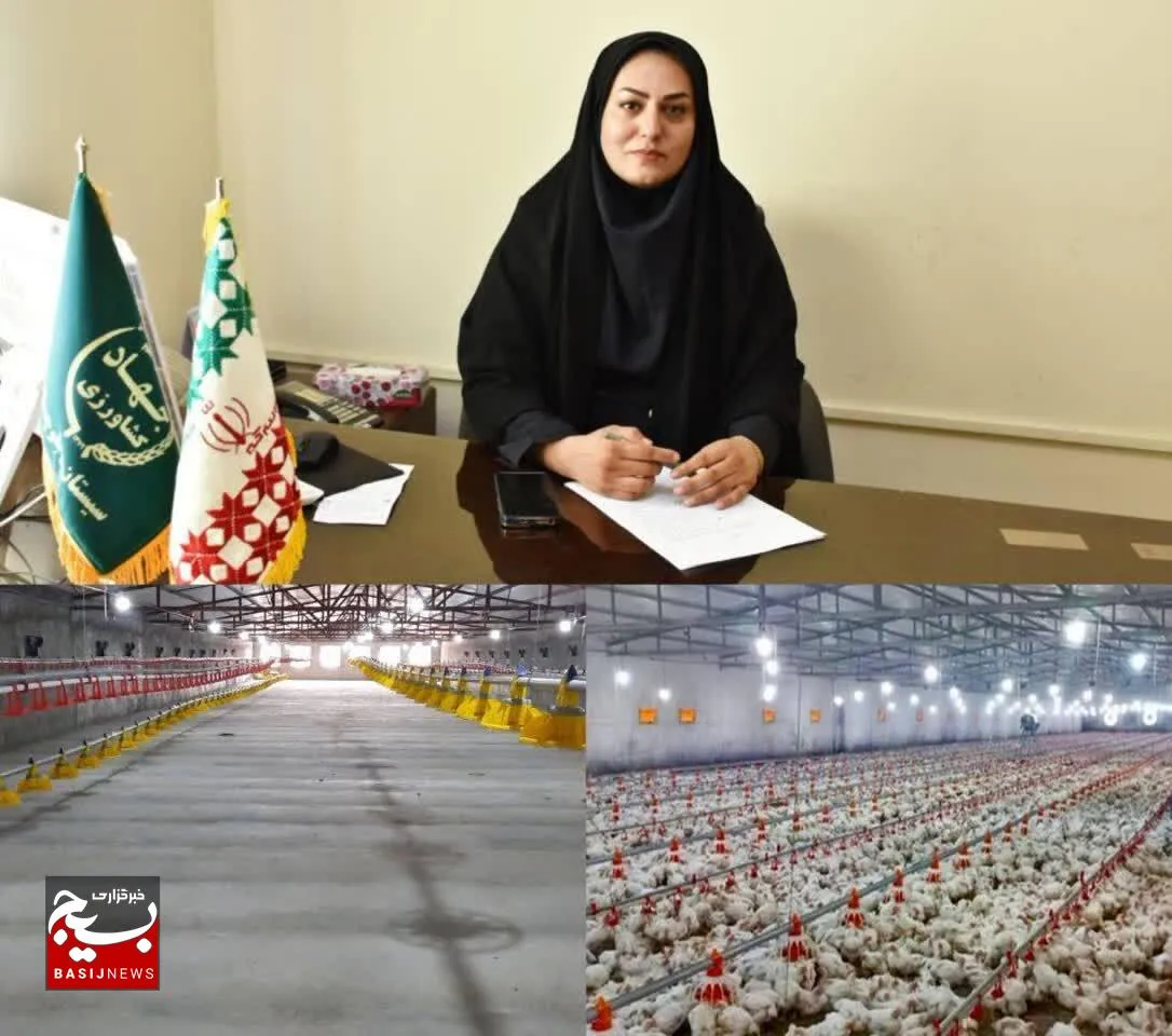 طرح خودکفایی در تولید گوشت مرغ در سیستان‌وبلوچستان با قدرت دنبال می‌شود