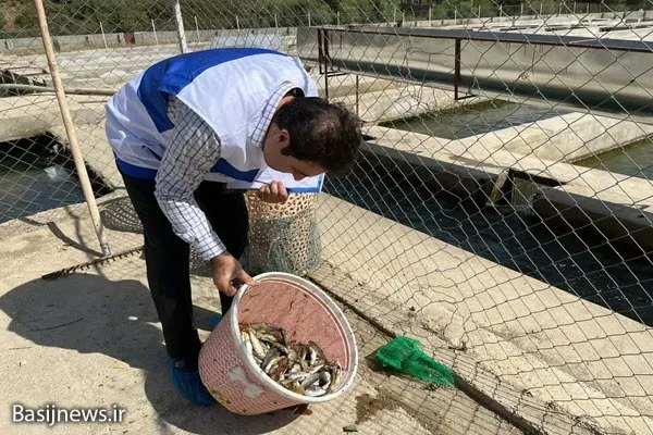 اجرای طرح پایش بیماری‌های ویروسی آبزیان از مزارع پرورش ماهی نهاوند