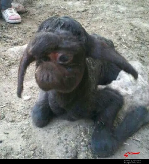 بره ای عجیب الخلقه در یکی از روستاهای آذربایجان‌شرقی به دنیا آمد