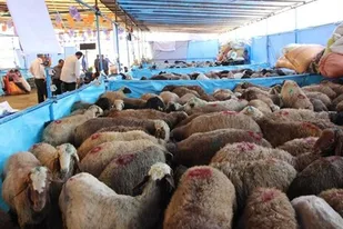 راه اندازی 10 جایگاه عرضه بهداشتی دام در کرج