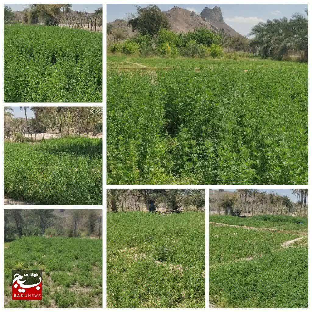 همت جهادی درثمر دادن زمین های تسطیح شده در روستای مخت نیکشهر