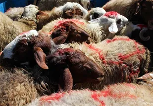 ایجاد ۸۰ پایگاه جمع&zwnj;آوری نذورات عید قربان در بوشهر