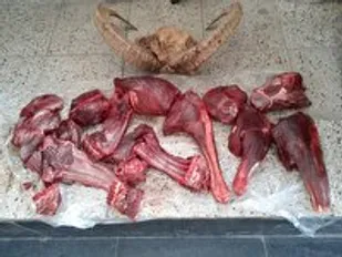 دستگیری شکارچیان غیر مجاز در شاهرود
