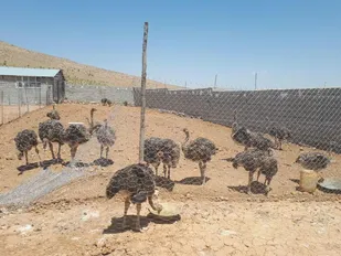 احداث مزرعه پرورش شتر مرغ توسط بسیجی فریدونشهری