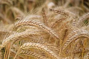 اجرای بیش از ۲۷۰ هکتار کشت قراردادی گندم در استان زنجان