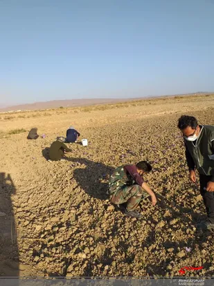 اردوی جهادی جمع آوری گل زعفران در روستای گراتی اسفراین