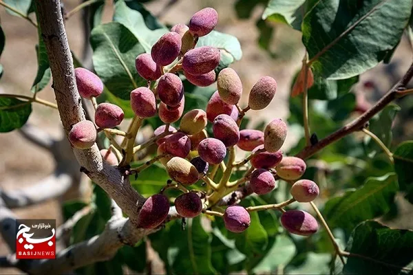 برداشت پسته در سیستان‌ و بلوچستان آغاز شد