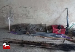 دستگیری متخلف زنده&zwnj;گیری سهره طلایی در اردبیل