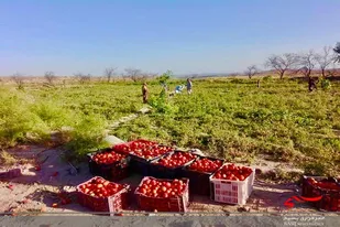 تلاش مضاعف برای توسعه بخش کشاورزی شهرستان تازه تأسیس تفتان