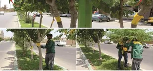 مبارزه با آفات از طریق جذب کننده ها، به جای استفاده از سموم در شهرداری کهریزک