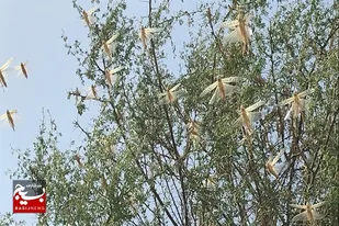 دیدبانی ملخ صحرایی در چهار میلیون و ۷۵۰ هزار هکتار از اراضی سیستان و بلوچستان