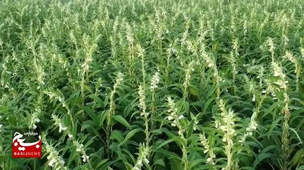۷۰۰ تن کنجد از مزارع خرمشهر برداشت می‌شود