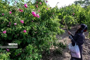 زنان روستایی پیشتاز کارآفرینی