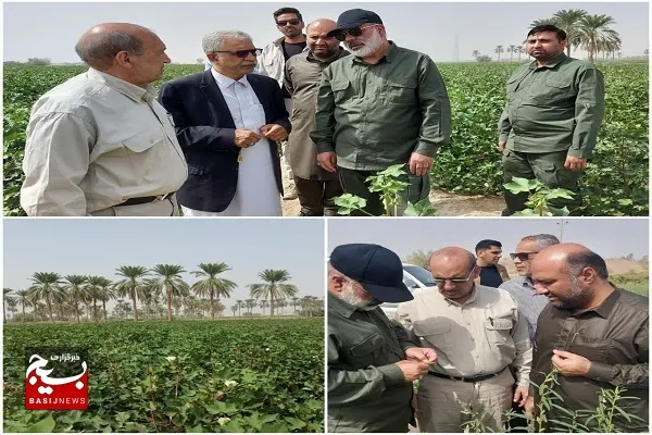 کاهش ۵۰۰ هکتاری سطح زیر کشت محصولات آب بر در ایرانشهر