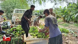 ۴۰۰ هکتار موزستان جدید در دشتیاری احداث شد