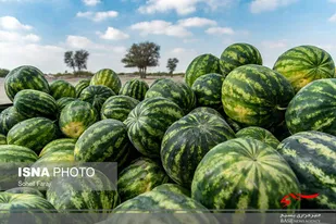 افرایش ۵۰ درصدی برداشت هندوانه در اصلاندوز