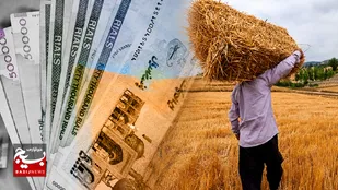 پرداخت ۳۸ درصد مطالبات گندم&zwnj;کاران اردبیل