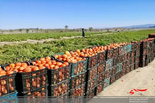 برداشت گوجه خارج از فصل در فنوج آغاز شد