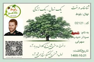غرس نهال بلوط به یاد سردار شهید نهاوندی در کوه&zwnj;های دالاهو