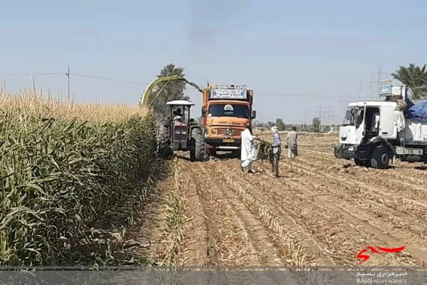 کشاورزان بمپور کار برداشت مکانیزه ذرت را آغاز کردند