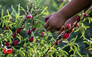 کشت چای ترش در هندیجان