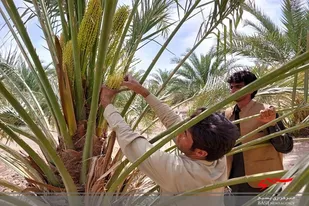 آغاز فصل گرده افشانی نخیلات سیستان و بلوچستان