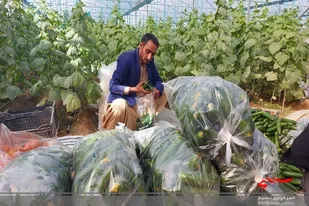 تولید محصولات گلخانه&zwnj;ای زمینه اشتغال ۵ هزار نفر را در سیستان و بلوچستان فراهم کرده است