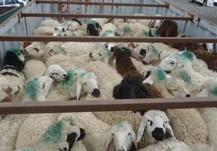 کشف قاچاق بیش از 1 میلیاردی احشام در سلطانیه