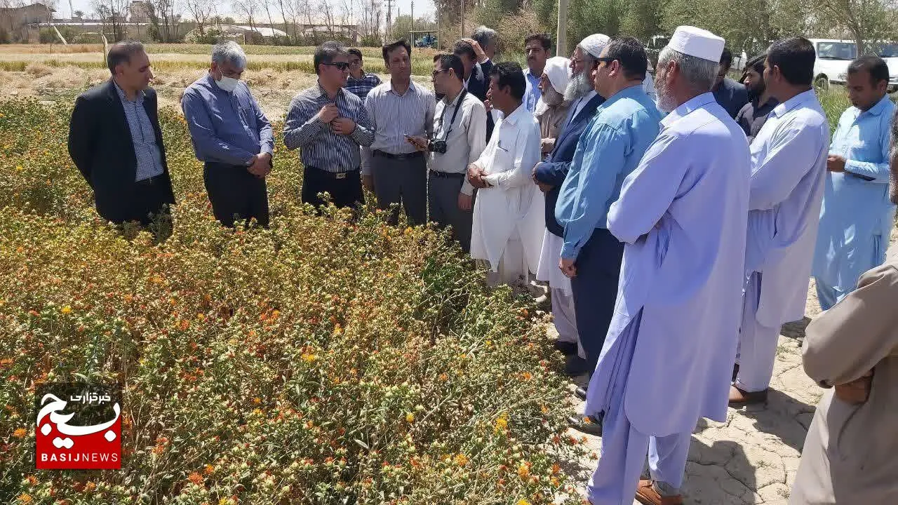 مرحله دوم طرح جهاد میدانی محققان همزمان با آغاز کشت پاییزه در استان سیستان و بلوچستان