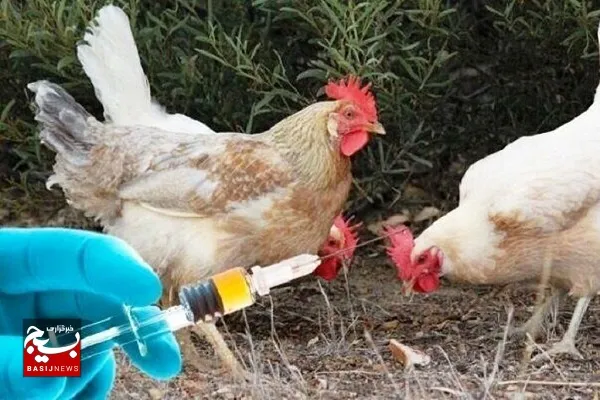 ۹۰۰ هزار قطعه طیور بومی علیه بیماری نیوکاسل واکسینه شدند