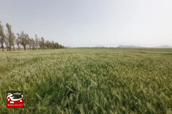 کشت جو در ۴۵۰۰ هکتار از زمین‌های کشاورزی خاش