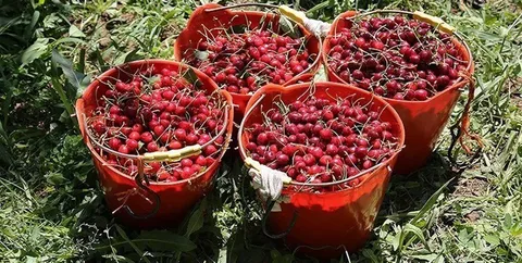 آزادشهر قطب تولید گیلاس در شمال کشور