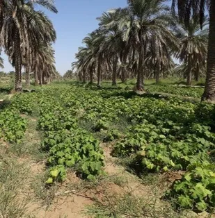 توسعه کشت گیاهان گرمسیری در خرمشهر