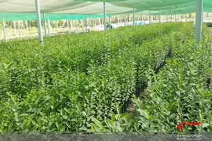 بیش از ۲۰۰ هزار اصله انواع نهال میوه های گرمسیری در شهرستان راسک تولید شد