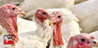 تلاش خانواده مسجدسلیمانی برای تحقق شعار سال با پرورش بوقلمون