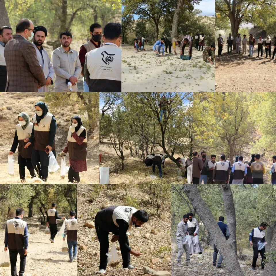 تلاش سازمان بسیج جامعه کشاورزی سپاه فتح برای احیای جنگل های زاگرس/ ۲۰ هزار بذر بلوط جمع آوری می شود